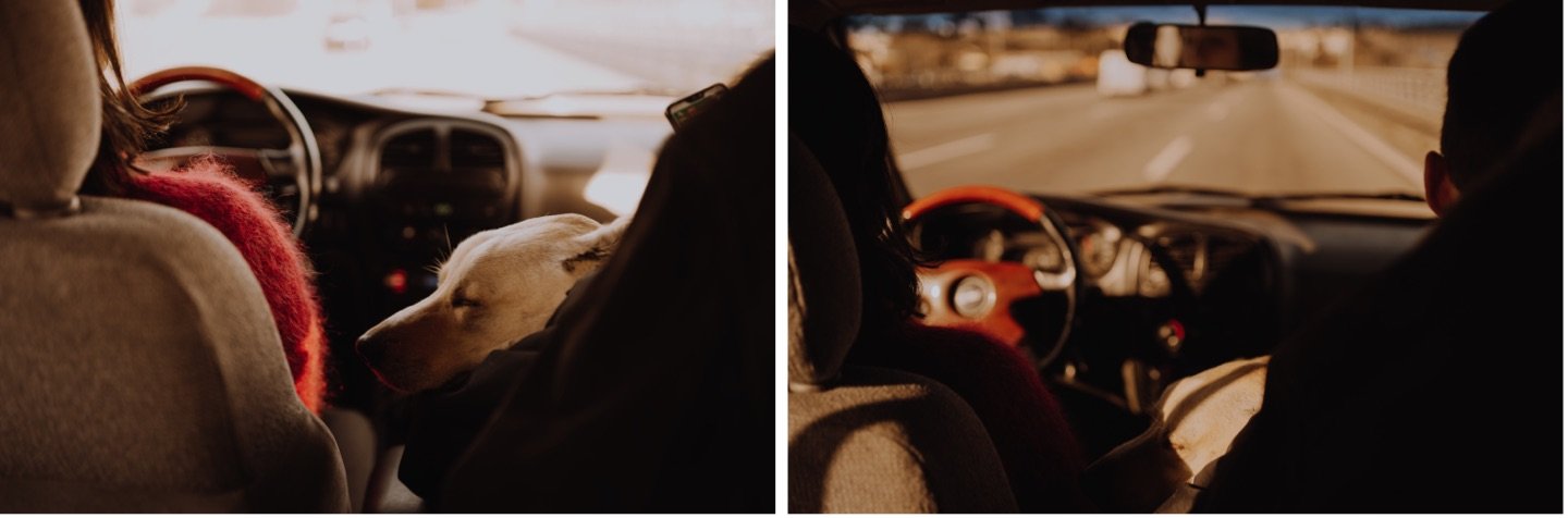 wedding photographer portugal a dog in the car