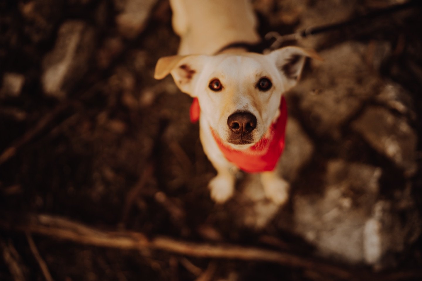 wedding photographer portugal a dog